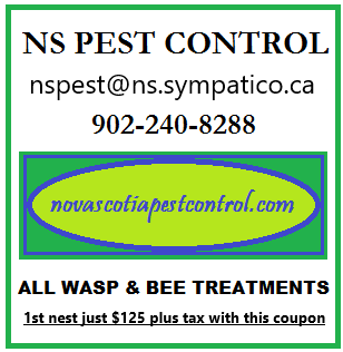 Coupon for pest control in Halifax wasp nest